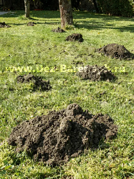 норы кротов на газоне